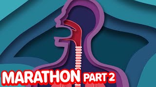 fun facts human body klt anatomy