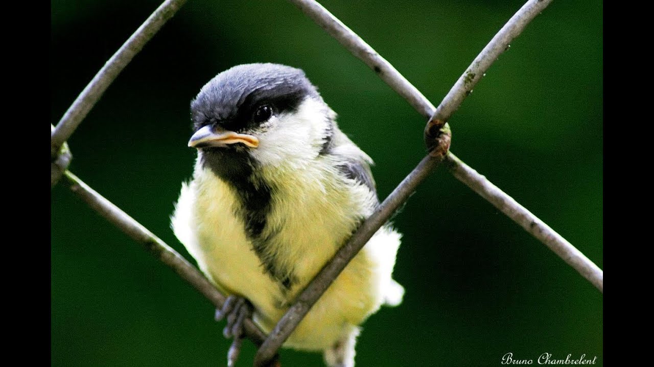 Mesanges Charbonnieres Juveniles Juvenile Great Tit Youtube
