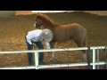 Foal Training