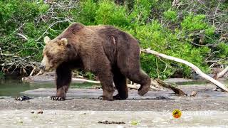видео Камчатка, край вулканов, медведей и лосося. Фото