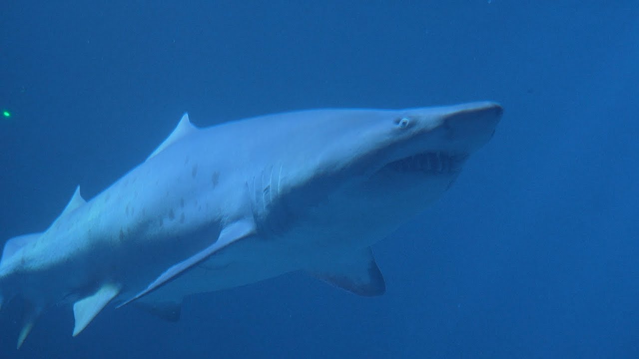 Oceanogràfic of Valencia, Europe's biggest aquarium - 2023