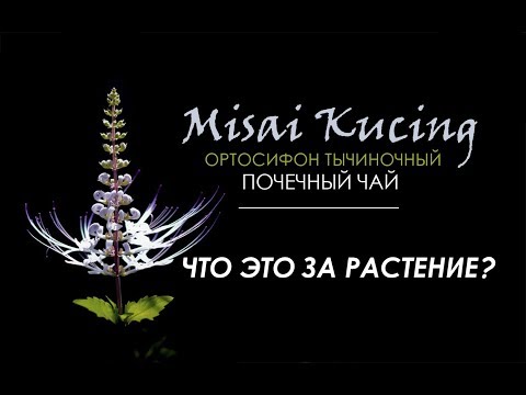 Почечный чай /Ортосифон тычиночный/Misai kucing