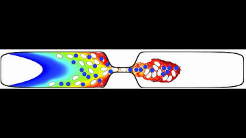 vesicles and rigid particles in a simple microfluidic device(entire domain)