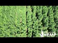 AOSCA Certified Hemp Seed