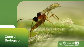 CONTROL BIOLÓGICO EN 2 MINUTOS