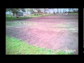 planting with a earthway seeder and a farmall supper c planting with a earthway seeder and a farmall supper c