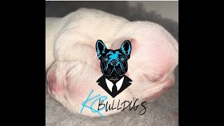 how to care for newborn French bulldog puppies from newborn to the first 2 weeks
