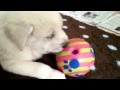 Spanish Mastiff   Alf y Coco     Mastín español の動画、YouTube動画。