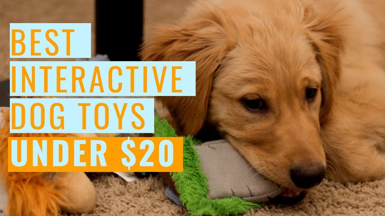 Boredom Busters for Dogs: A Back-to-School Guide to Puzzle Toys — Amanda  Gagnon Dog Training