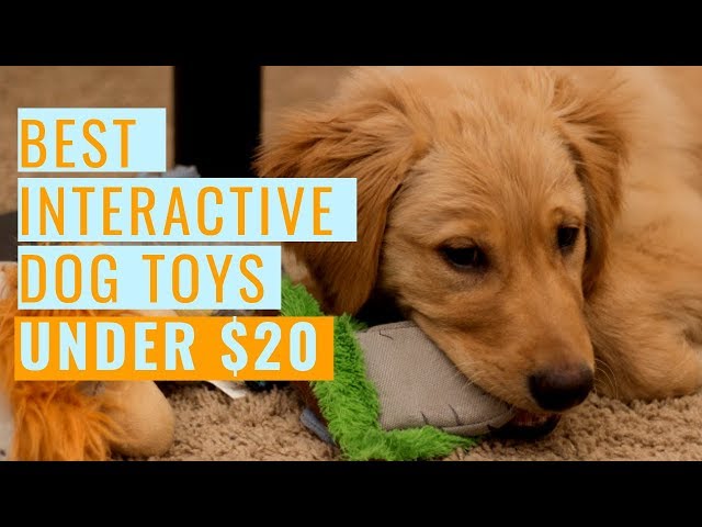 Best Interactive Dog Toys (Under $20) 