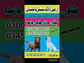 Army dog center peshawar khoji dog in peshawar
