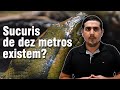 Sucuris de dez metros existem? O que a ciência diz sobre o tamanho delas?