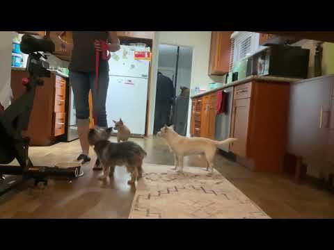 Desensitizing to strangers/ workers in the house.