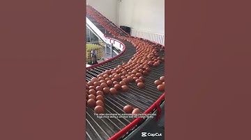 Automated Egg Packing A Modern Process