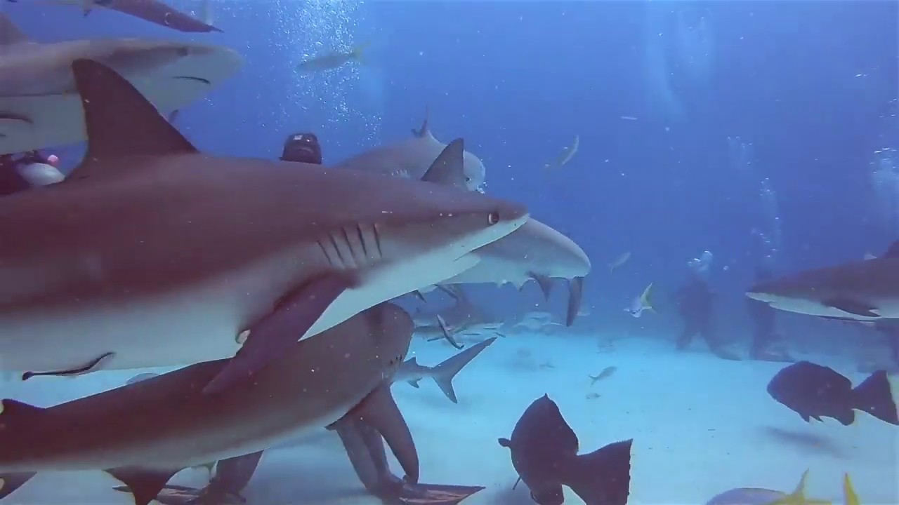 reef sharks bite My Shark Dive Adventure Bahamas 2018