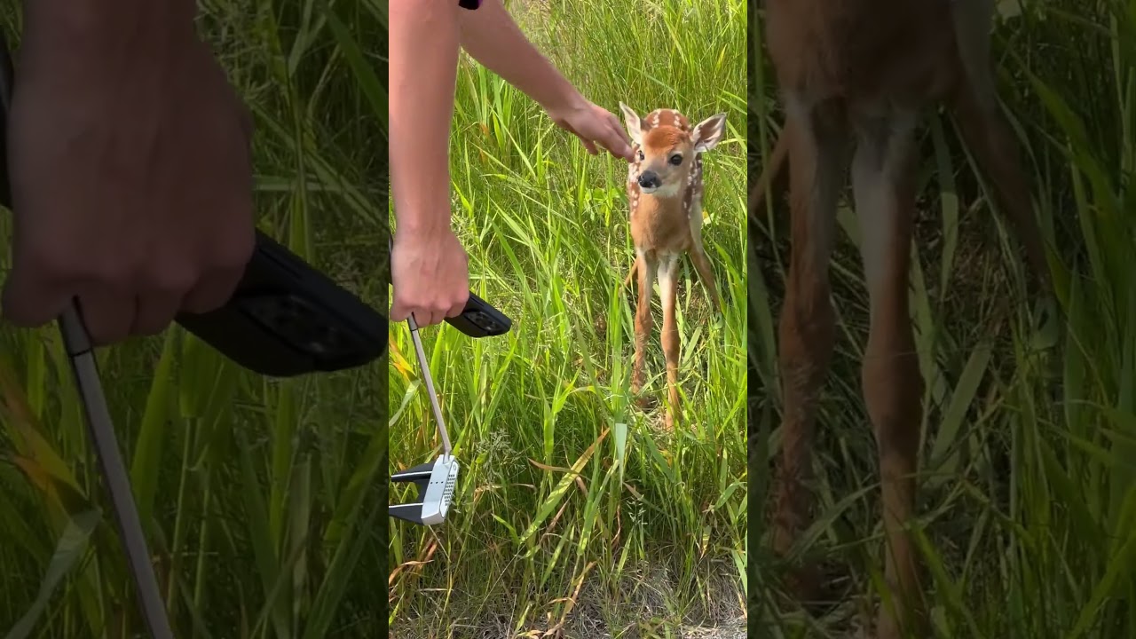 Petting Baby Fawn (Deer) | 