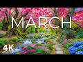March Spring 4K | Gentle Season of Renewal – Blossoms, Fresh Green Fields & Peaceful Light