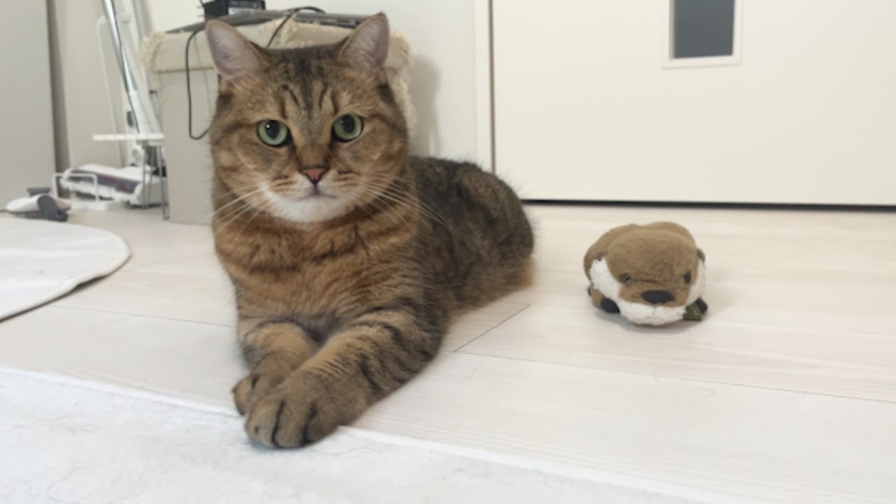 カワウソのぬいぐるみを本気で弟だと思って幅を利かせる猫 - YouTube