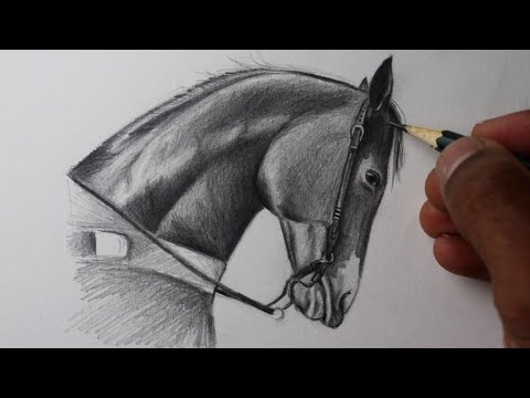 Como desenhar um cavalo de frente - Como desenhar