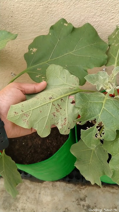 baarish-ke-baad-paudhe-ka-haal-behaal-control-leaf-eating-insects