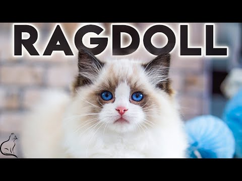 Pisica RAGDOLL - O Pisica Foarte Frumoasa!