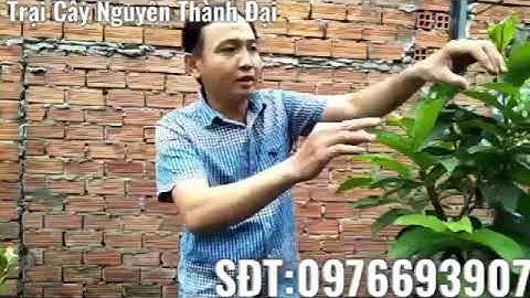 Trị rệp sáp trên ổi bằng nước rửa chén cực kỳ hiệu quả