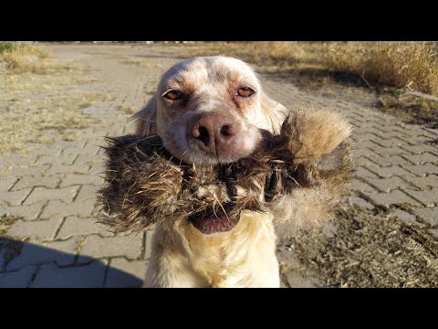 Video: Hur Man Betalar Böter För Att Ha Förlorat Ett Pass