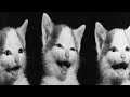 Gatos Graciosos - Los Mejores Videos de Gatos Chistosos # 45