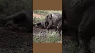 Adorable Baby Elephant&#39;s Dirt Bath