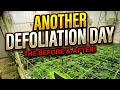 Cropsalts defoliation day ROom 1 (educational documentary)