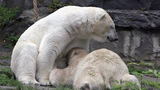 Eisbären Tonja und Hertha am 14 06