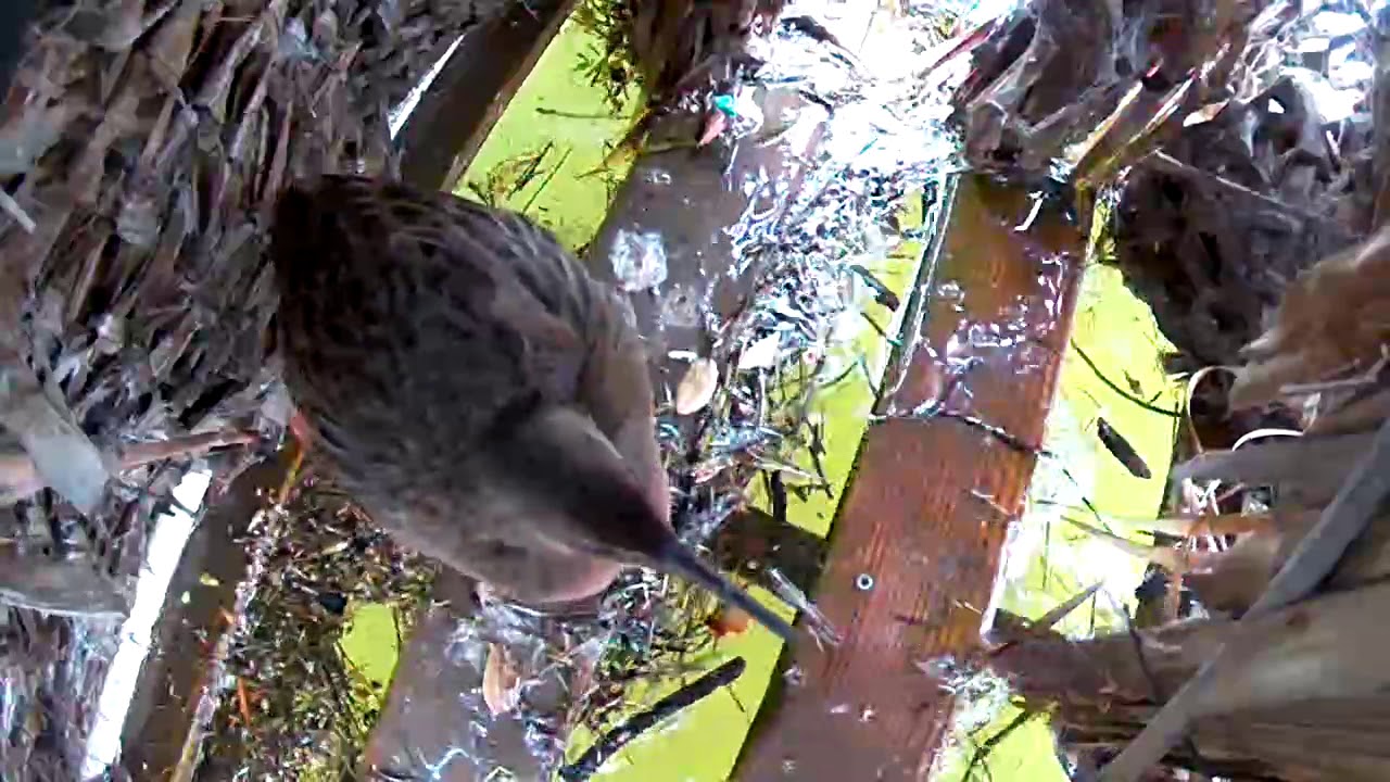 Ridgway's Rail Nest Platform at Kendall-Frost Marsh 