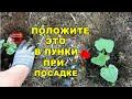 САЖАЮ ОГУРЦЫ ТОЛЬКО ТАК.ПОЛОЖИТЕ ЭТО В ЛУНКУ ПРИ ПОСАДКЕ.БУЙНЫЙ РОСТ И ОГРОМНЫЙ УРОЖАЙ ГАРАНТИРОВАН