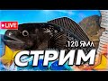☀️ РЫБАЛКА 🌻 МОРЕ 120ая ЯМА е8 и ЯМА МАТЧИ 🎁 Рулетка & Розыгрыши 🎄 СТРИМ Русская Рыбалка 4 РР4