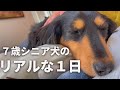 ママ大好きな愛犬の1日に密着【ダックスフンド】