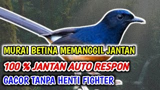 Murai Betina Memanggil Jantan,100%Pancingan AMPUH Auto Gacor