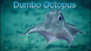 Dumbo Octopus