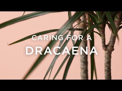 Video: Dracaena-blom: onderhoud en versorging