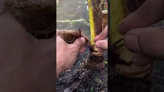 Awalan Pembentukan Batang Bonsai Kelapa #bonsaikelapa #shortvideo #bonsaikelapa