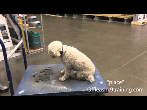 3-year-old-lagotto,-bella!--lagotto-dog-trainers-|-lagotto-dog-training