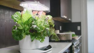 Indoor Hydroponic Herb Flower Pot
