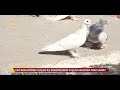 Kuşçu - Takla Guvercin Yarışması Mardin