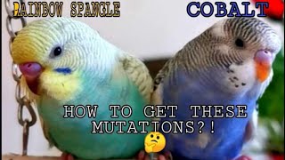 Rare Budgie Mutations How To Get Rainbow Spangle How To Get Cobalt Rainbow Spangle And Cobalt