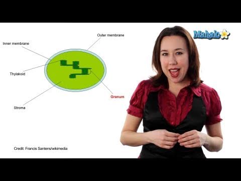 Vídeo: Com s'anomenen les piles de tilacoides dels cloroplasts?