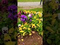 beautiful flowers 💐 #fypシ #ihavethisthingwithplants #lifeisbutadream