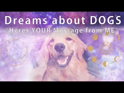วีดีโอ: ฉันฝันถึง Weenie: Dog Dreams ถอดรหัส