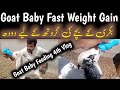 Goat Baby Milk | bakri ke bache ko gaay ka dudh kaise pilaye | Cow Milk to Goat Baby #goatfarming