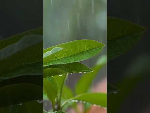 يمطر على أوراق الشجر المطر طبيعة مناظر