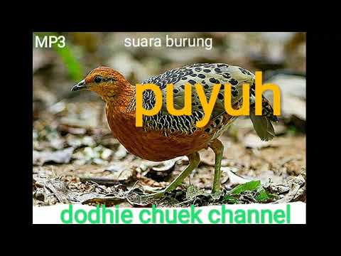 Mp3. 1 jam nonstop,suara burung PUYUH HUTAN cocok buat pikat.