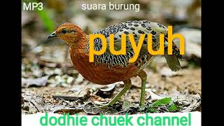 Mp3. 1 jam nonstop,suara burung PUYUH HUTAN cocok buat pikat.